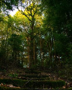 Trees in forest