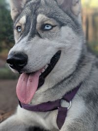 Close-up of dog looking away