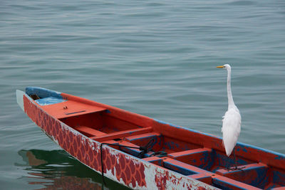 Birds in lake