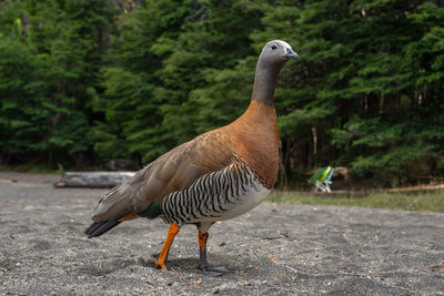 Side view of a bird on the land