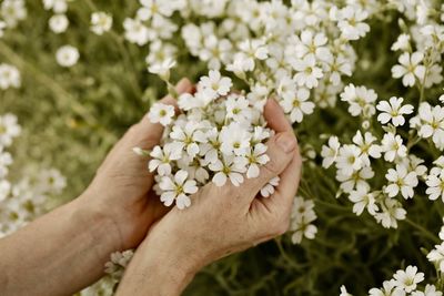 Close-up of hand holding white flowering plant