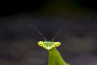 Macro photo of a beautiful green praying mantis photo was taken in northern israel