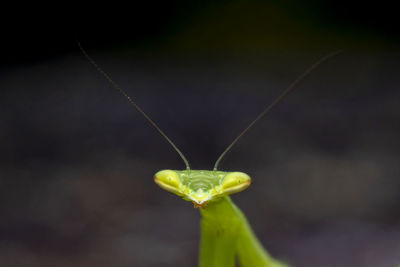 Close-up of insect on leaf