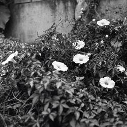 White flowers blooming on field