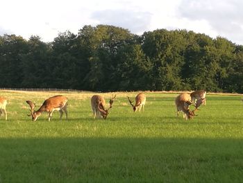 Horses grazing on field