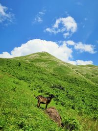 Horse on field against sky