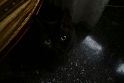 Portrait of black cat