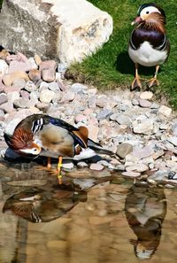 Close-up of duck in water