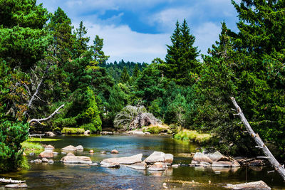 Coniferous trees