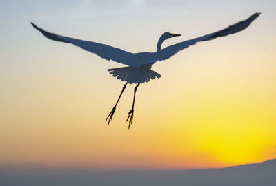 Silhouette bird flying in sky