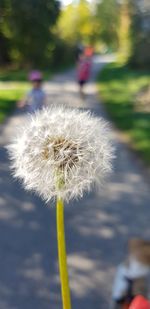 Close-up of dandelion flower