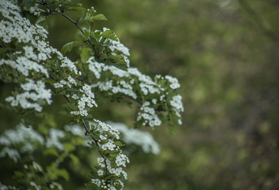 Close-up of white flowering plant