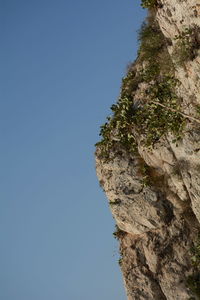 Low angle view of tree against clear sky