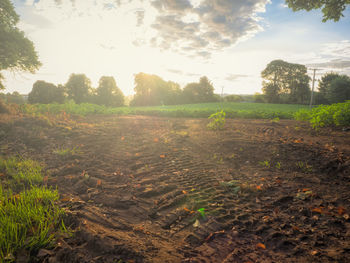 Scenic view of field against sky