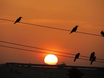 Low angle view of birds perching on cable against orange sky