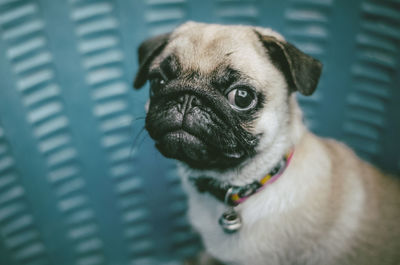 Close-up portrait of dog