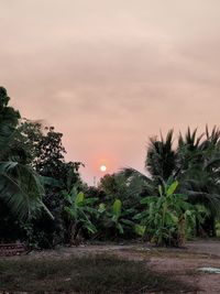 Palm trees on field against sky at sunset