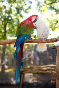 View of parrot perching on tree branch