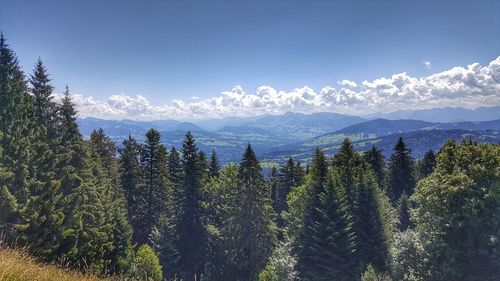 Scenic view of pine trees against sky