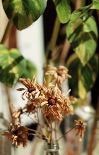 Close-up of flowering plant