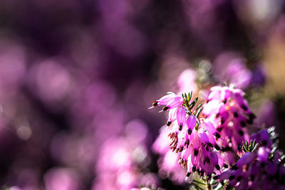 Close-up of insect on pink flower