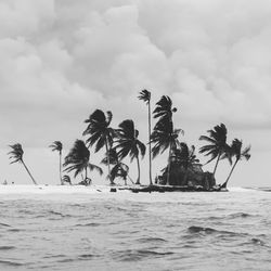 Coconut palm trees at san blas islands in sea against cloudy sky