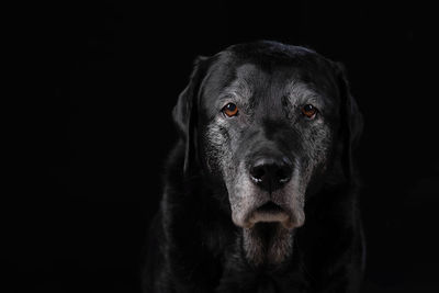 Close-up portrait of a dog