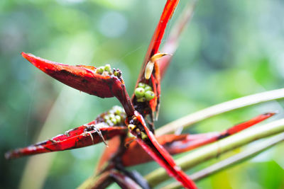 Close-up of red flower