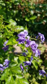 Close-up of purple flowering plant