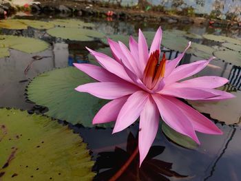 Close-up of lotus water lily in pond