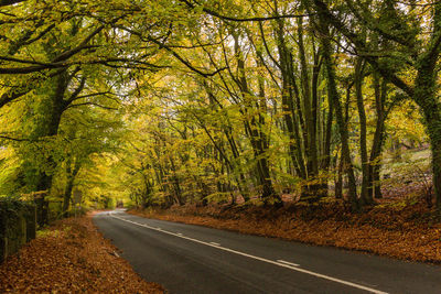 Road amidst trees in forest