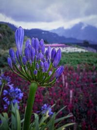 Close-up of purple crocus flowers on field against sky