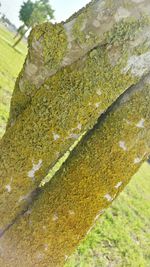 Close-up of plant against white background