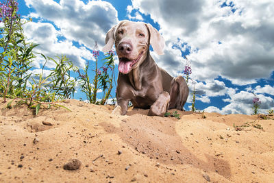 Portrait of a dog on sand