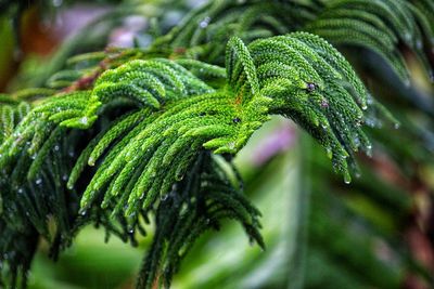 Close-up of wet plant