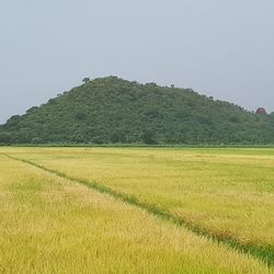 Scenic view of agricultural field against clear sky