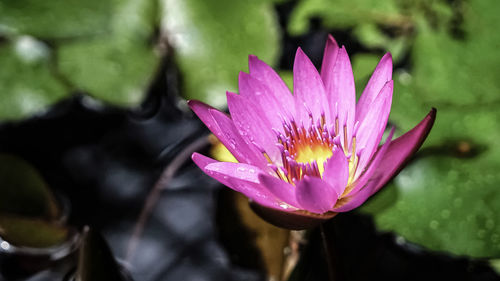 Bloosm water lily in pond during sunny morning