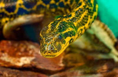 Close-up of turtle in sea