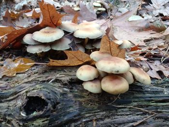 Close-up of mushrooms