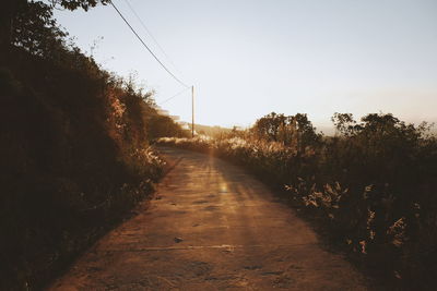 Dirt road along plants and trees against sky