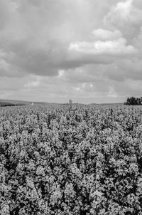 Scenic view of flowering plants against sky