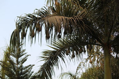 Low angle view of palm tree against sky