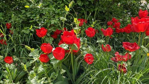 Close-up of red flowering plants on field