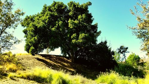 Trees on field against clear sky