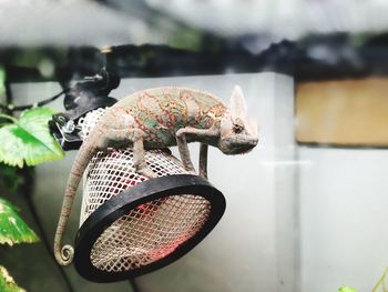 Close-up of reptile on lighting equipment