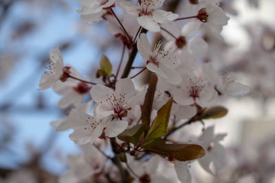 Close-up of cherry blossoms in spring