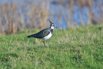 Northern lapwing on a field