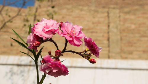 Close-up of pink rose against wall