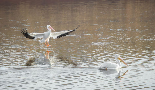 Swans swimming in lake