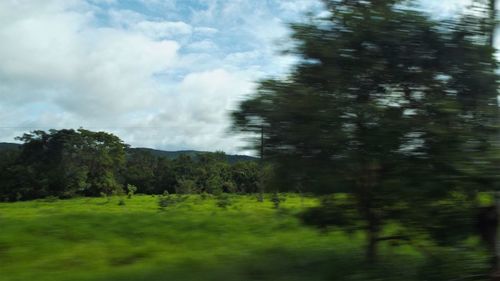 Scenic view of forest against sky